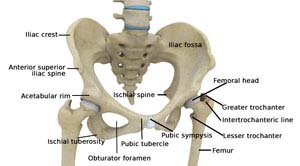Anatomy of the Hip