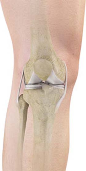 Anatomy of the Knee