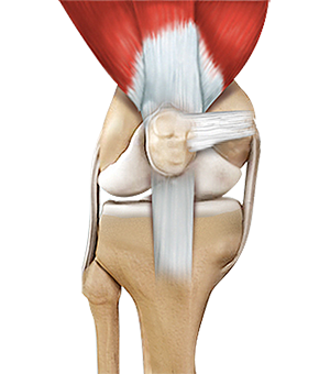 Anatomy of the Hip
